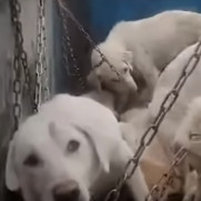 درخواست ممانعت از روش غیر اصولی و خشونت‌بار جمع‌آوری سگ‌های بلاصاحب