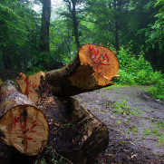 درخواست رسیدگیِ جدی به تخلفِ قطع هزاران درخت در جنگل الیمالات