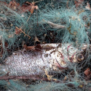 درخواست ممنوعیت فروش تور ماهیگیری جهت جلوگیری از صید غیرمجاز و بی‌رویه و انقراض ماهیان بومی ایران