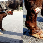 درخواست ممنوعیت درشکه‌رانی و درشکه‌سواری در اصفهان و اقدام برای تیمار و درمان اسب‌ها و اشتغال درشکه‌رانان در شغلی بدون سوءاستفاده از حیوانات