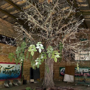 درخواست نصب اِلِمان درخت گردو در میدان امام خمینی شهر تویسرکان