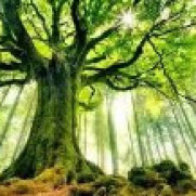 درخواست ایجاد جنگل در مناطق خشک و بیابانی