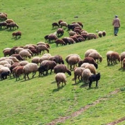 درخواست برخورد قانونی با دامداران متخلف و جلوگیری از چرای بی‌رویه دام اضافی در مراتع روستای گل‌چشمه شهرستان محلات