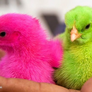 درخواست ممنوع کردن رنگ کردن کردن جوجه و فروش آن