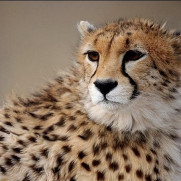 درخواست شفاف سازی پول‌های پروژه حمایت از یوز