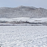 درخواست اقدام ملی برای جلوگیری از تخریب جنگل‌های هیرکانی شمال