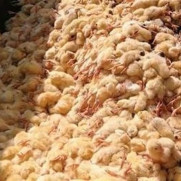 ممنوعیت معدومسازی بیرحمانه جوجههای یکروزه