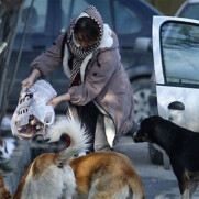 درخواست جرم‌انگاری غذا رسانی بی‌ضابطه به حیوانات و پرندگان بی‌سرپرست