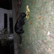 درخواست حمایت از عقیم‌سازی گربه‌های اهواز و خوزستان