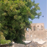 درخواست پلاک‌گذاری و جلوگیری از قطع درختان قدیمی بوشهر