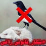 #شکار_قانونی_زاغی