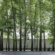 درخواست حفاظت از درختان چنار و کاشت بیشتر درخت چنار