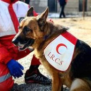 درخواست ساخت تندیس «تیدا»، سگ قهرمان ایران‌زمین در مقابل ساختمان پلاسکو