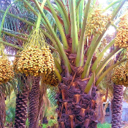 درخواست توسعه درختکاری و فضای سبز در آبادان و خرمشهر