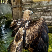 درخواست تعطیلی فوری سافاری و باغ‌وحش الیمالات مازندران و محاکمه مسببان فاجعه زیست‌محیطی جنگل الیمالات