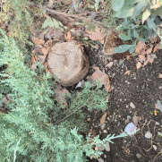 نه به قطع درختان بوستان‌های تهران