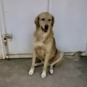 درخواست توقف روش‌های آسیب‌زننده و اجرای طرح عقیم‌سازی سگ‌های بلاصاحب در رفسنجان