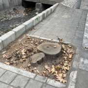 درخواست رسیدگی فوری به اقدامات شهردار تهران در رابطه با اقدام به قطع بی‌رویه درختان