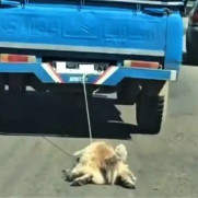 صدای بی‌صدایان باشیم؛ درخواست اصلاح قوانین و اعمال مجازات‌های سنگین برای حیوان‌آزاری