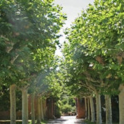 درخواست نجات درختان و سبزتر شدن شهرهای ایران