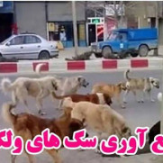 درخواست پاک‌سازی شهر از سگ‌های ولگرد
