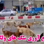 #پاکسازی_شهر_از_سگ‌های_ولگرد