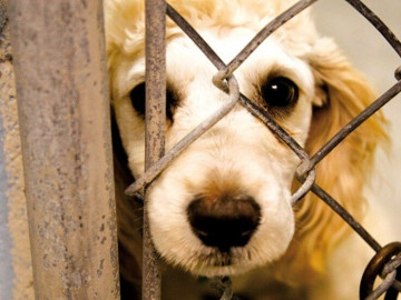 هزاران امضا برای تصویب قانون منع حیوان‌آزاری