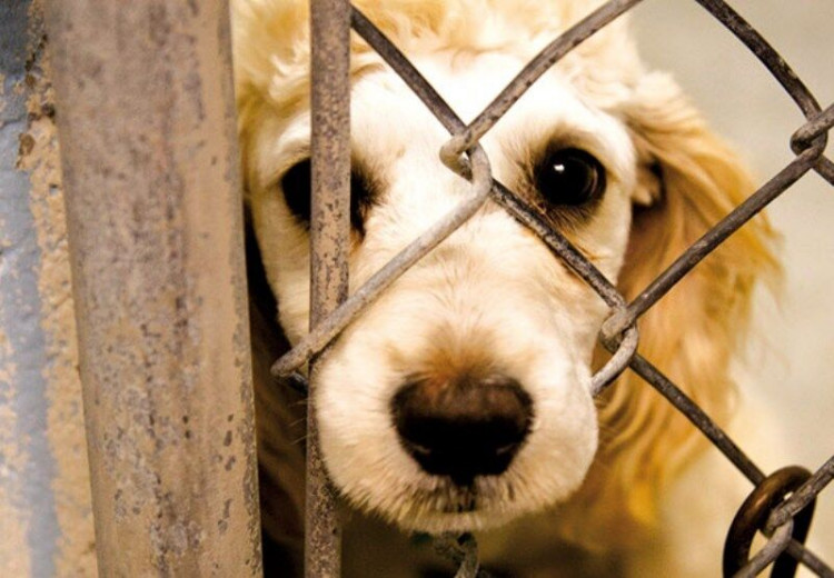 هزاران امضا برای تصویب قانون منع حیوان‌آزاری