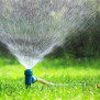 درخواست جایگزینی چمن‌های استان تهران با گیاهان کم‌مصرف در آب